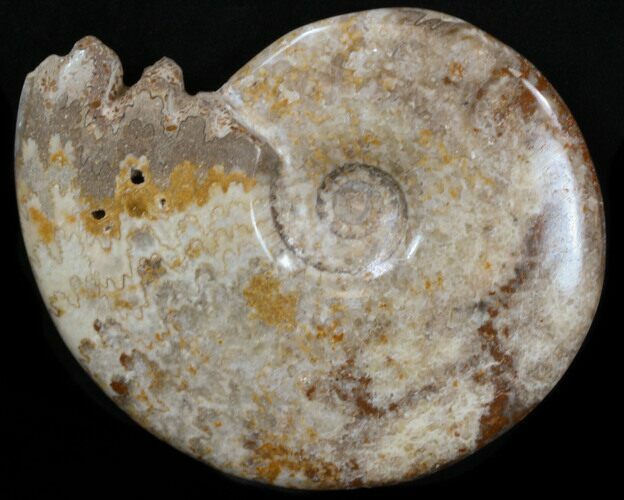 Cretaceous Ammonite Fossil - Khenifra, Morocco #35296